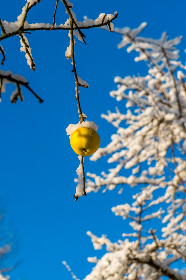 Cold fruit frost