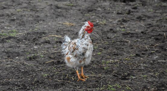 Animal poultry rooster photo