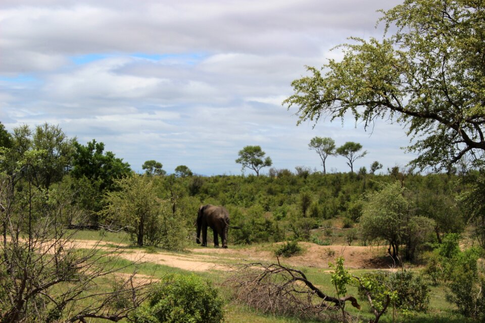 Elephant africa pattern