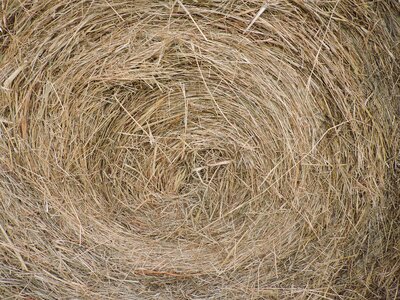 Round bale feed