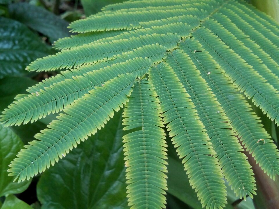 Green autumn leaves plant