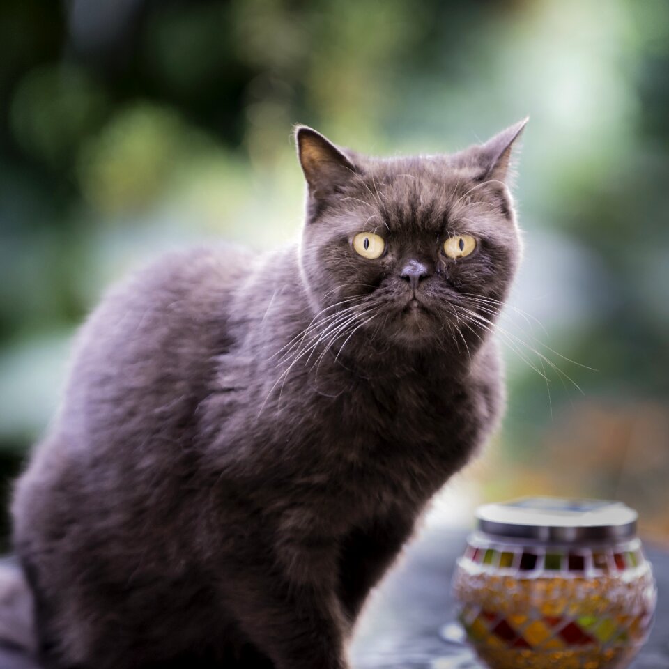 Cute pet animal