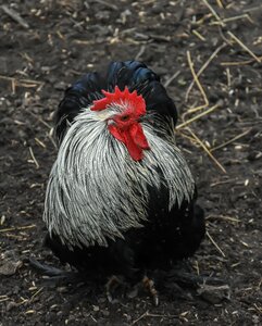 Animal poultry rooster photo