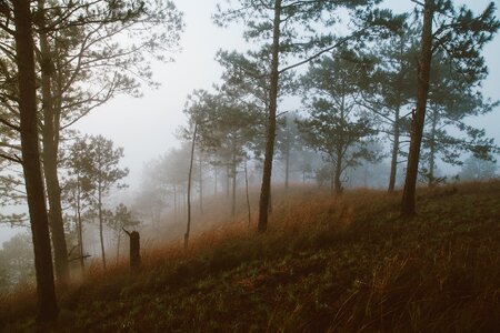 Vietnam da lat honbo