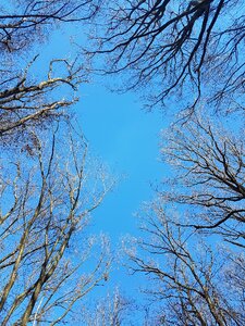 Blue clear forest in the city