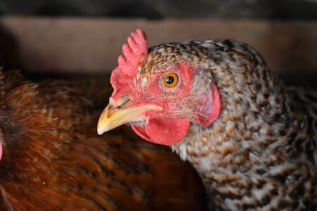 Cock domestic food