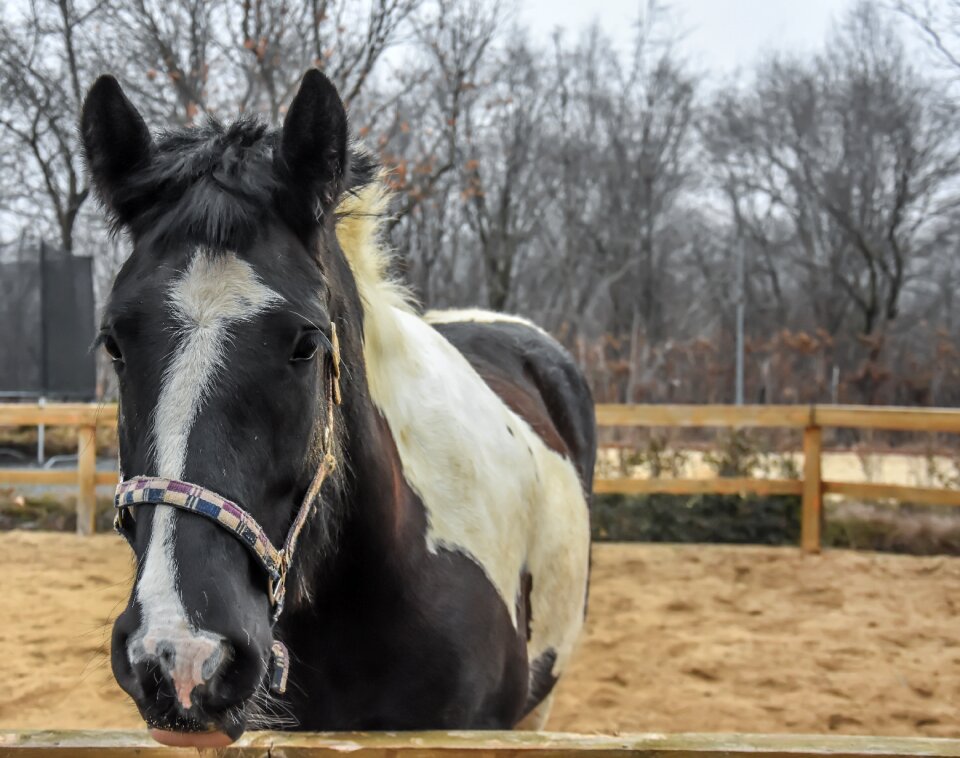 Animal ranch domestic