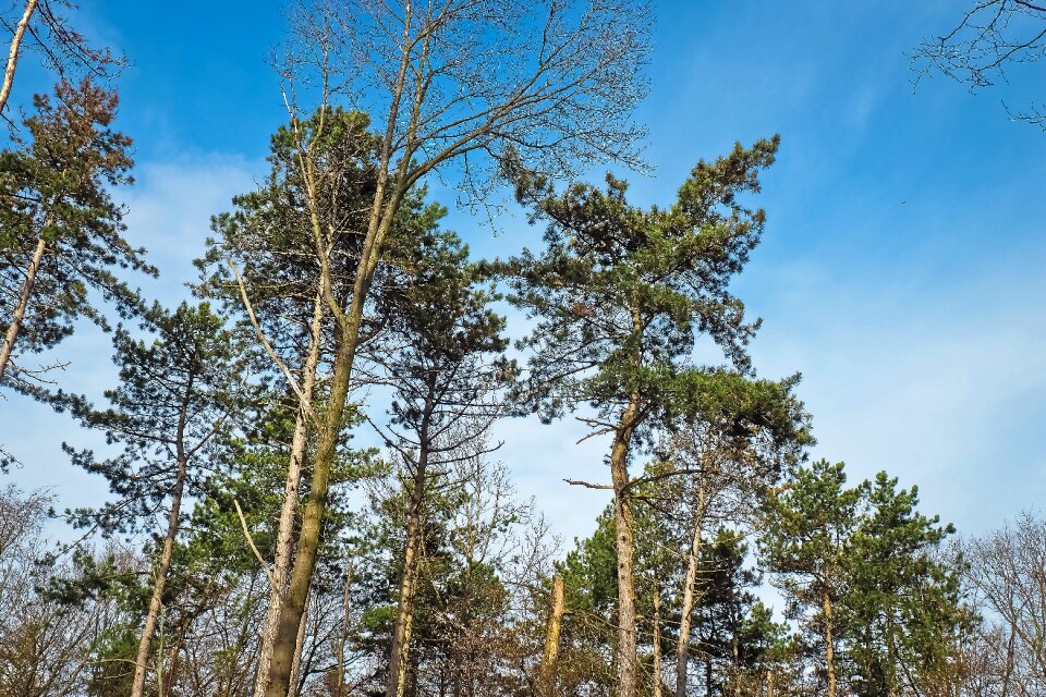 Nature landscape mood
