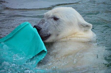 Bear enclosure mammal water