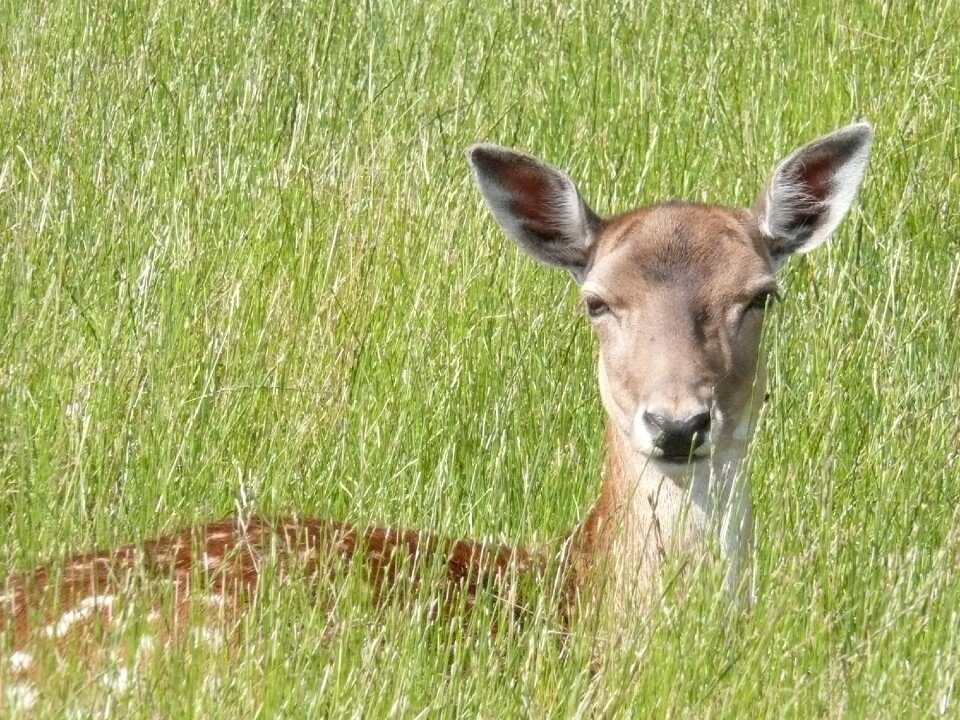 Attention ears animal world