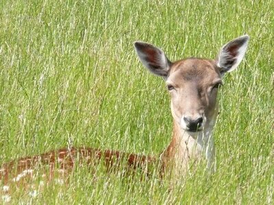 Attention ears animal world