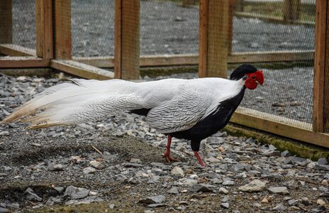 Animal poultry rooster photo