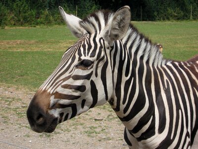 Black and white mammal africa