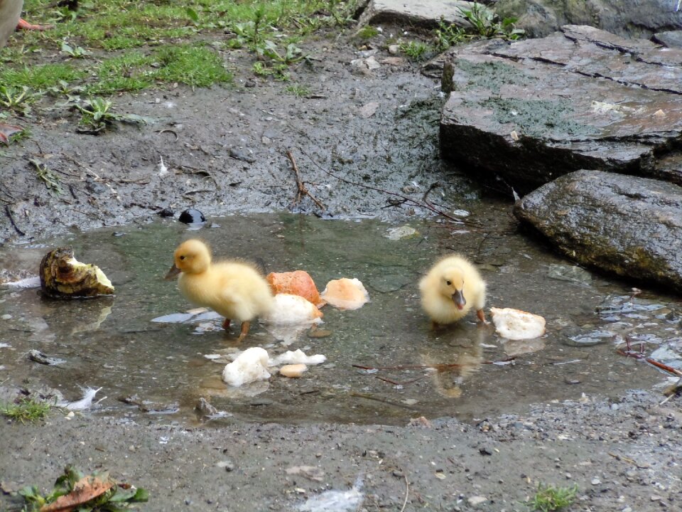 Wet small chicks photo