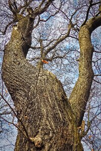 Nature wood forest
