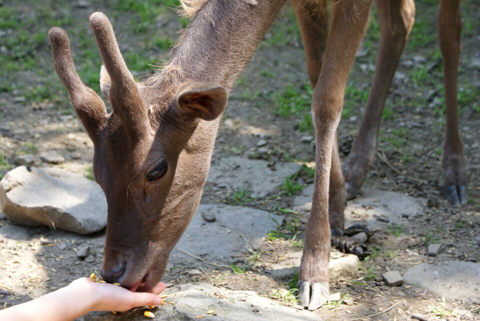 Sarna buck feeding