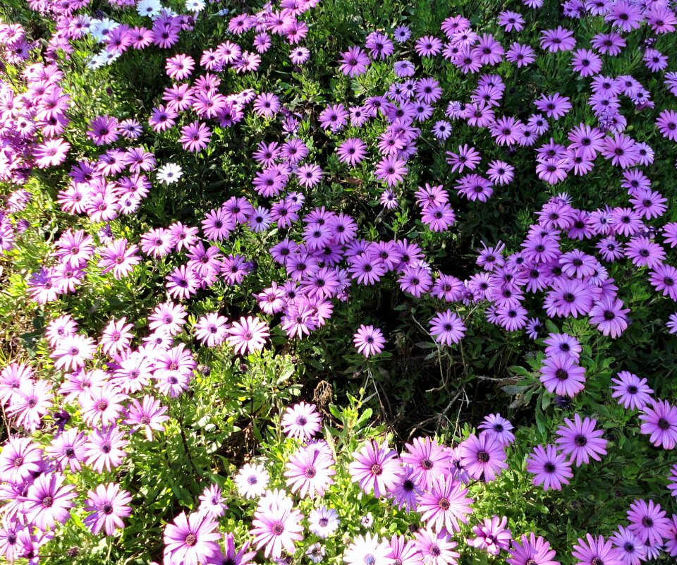 Spring flower garden floral