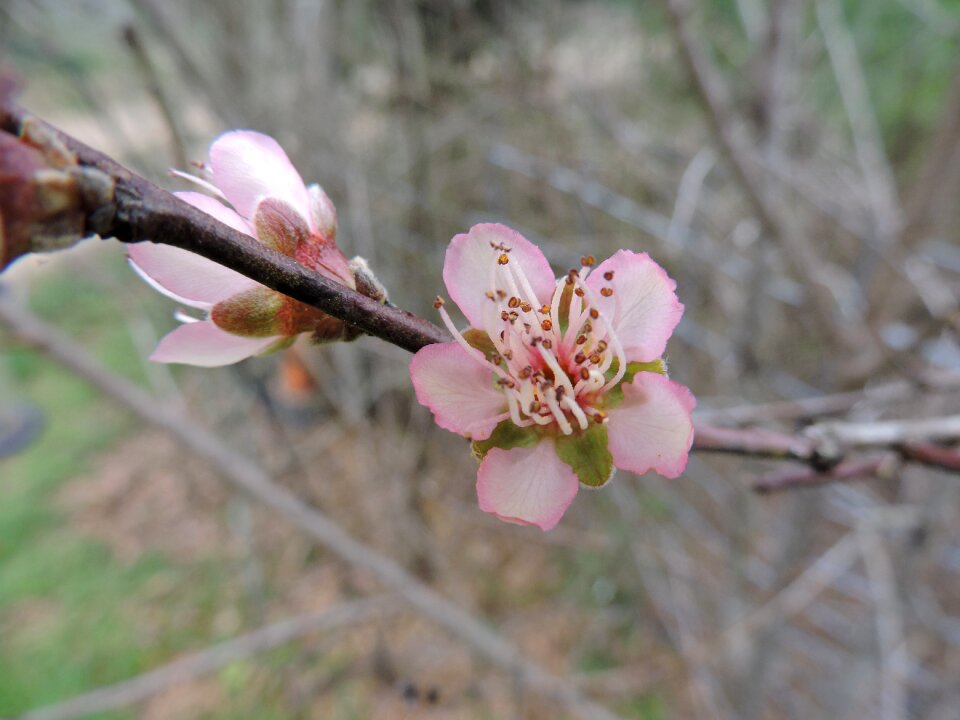 Spring flower pink photo