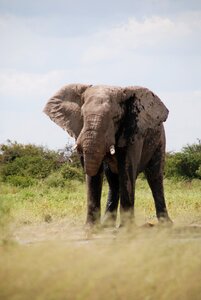 Safari africa nature photo