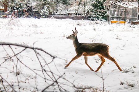 Nature forest santa