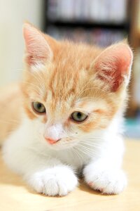 Cat baby cats Free photos