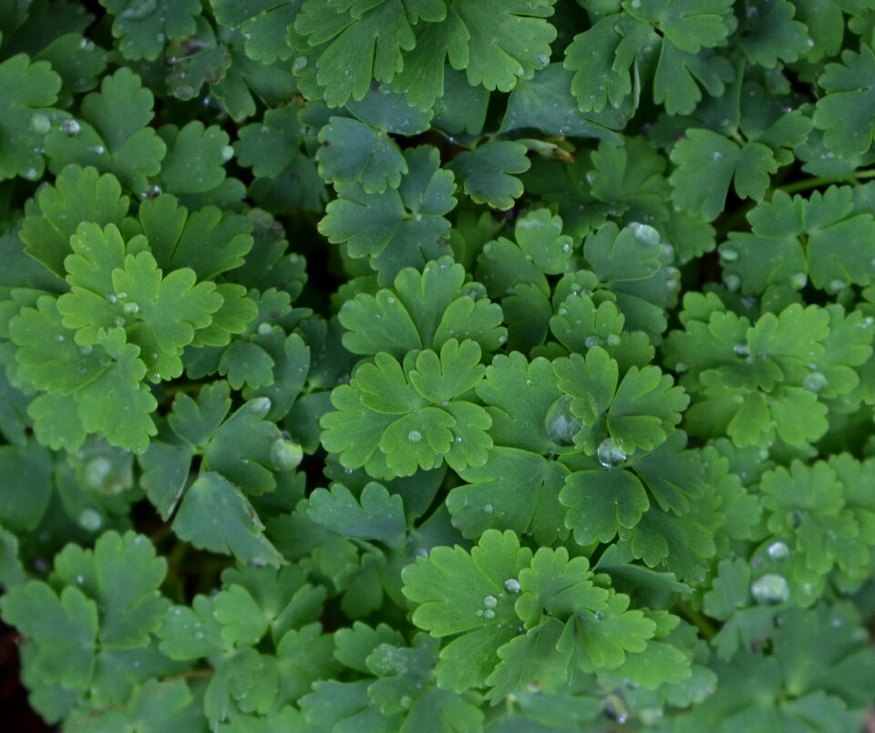 Raindrops spring growing