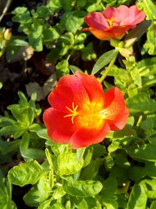 Red flowers bush biennial plants