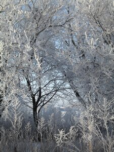 Leann cold trees photo