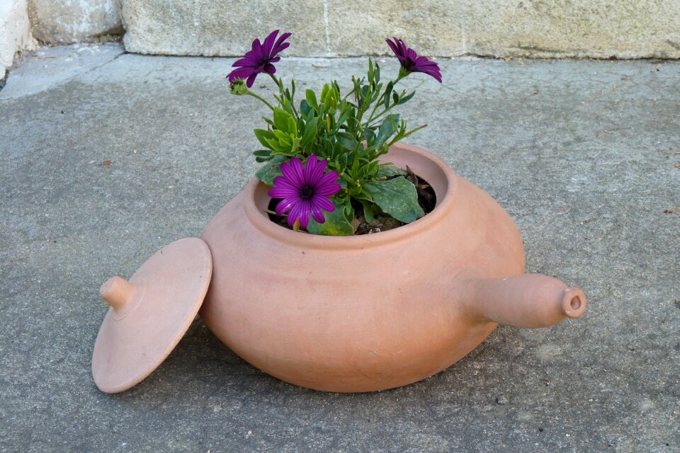 Flowers clay pot terracotta