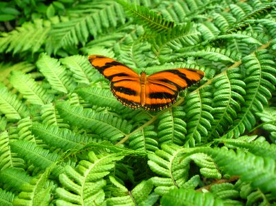 Color insect nature