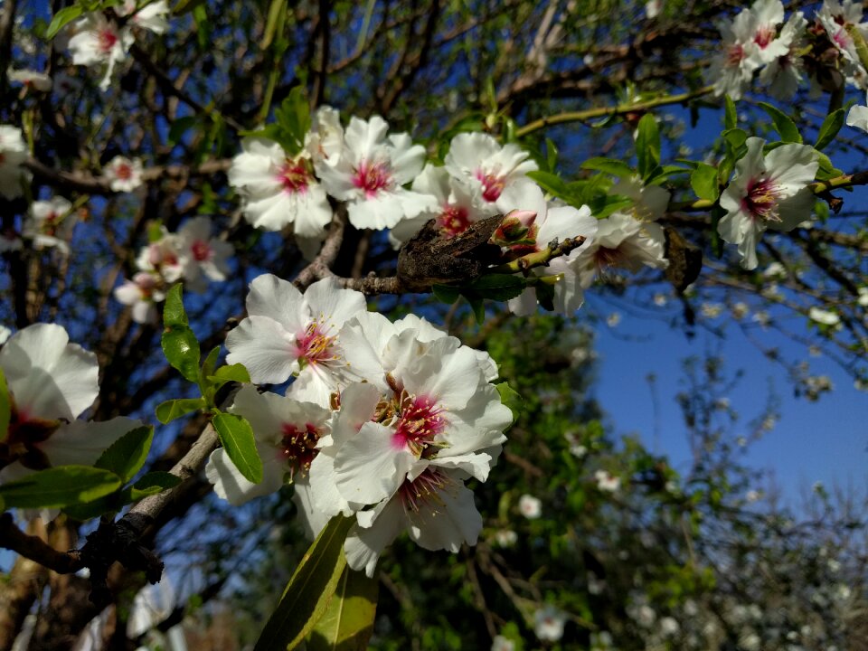 Almond almond tree