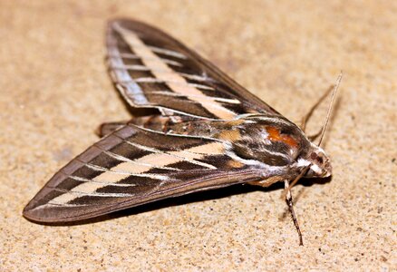 Lined sphinx hyles lineata photo