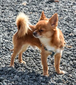 Animal cute puppy