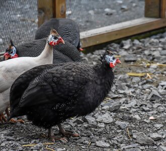 Animal poultry rooster photo