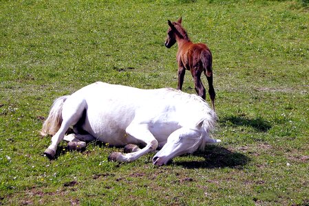 Mare young animal animal