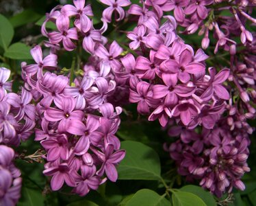 Blooms blossoms spring