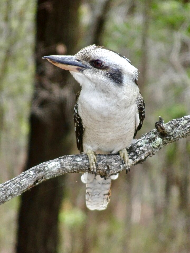 Nature wildlife bird