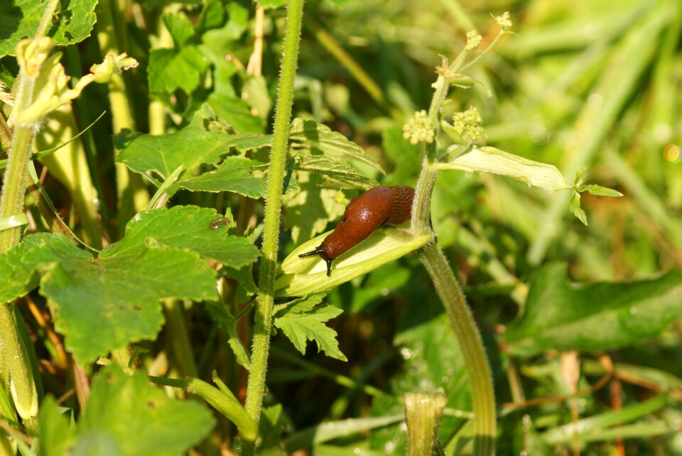 Crawl animal antennae