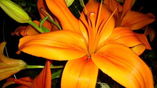 Orange close up flower photo