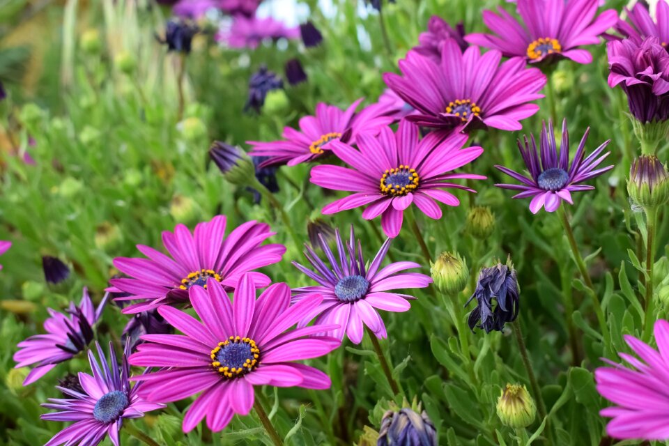 Springtime flower plant photo