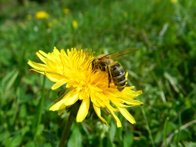 Bee pollen supplies