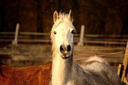 Horse head pasture coupling