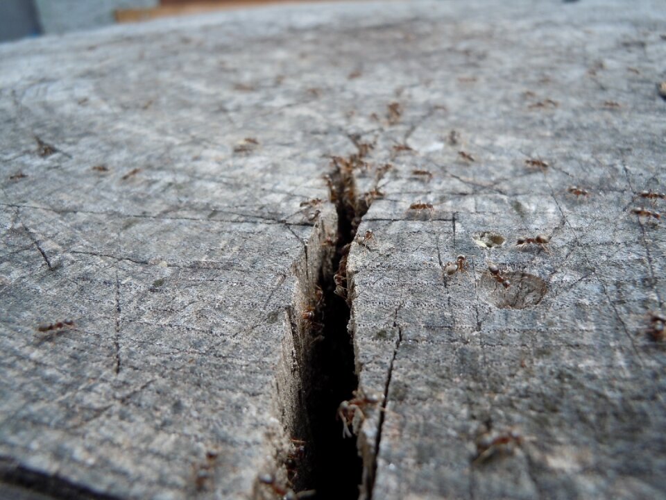 Tree much close up