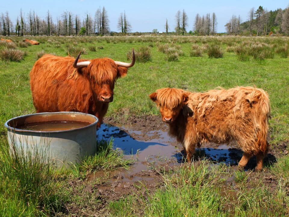 Breed long hair scottish race fauna