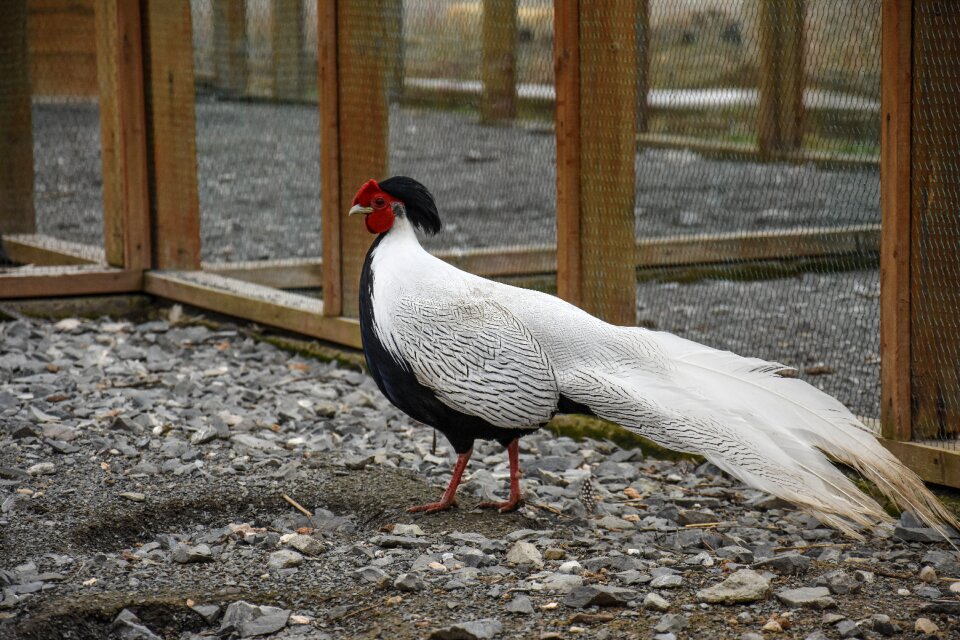 Animal poultry rooster
