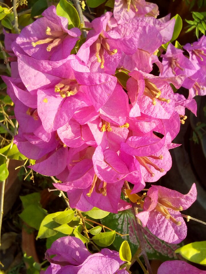 Bush the pink flowers pink