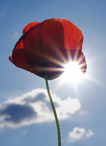 Bloom flower red