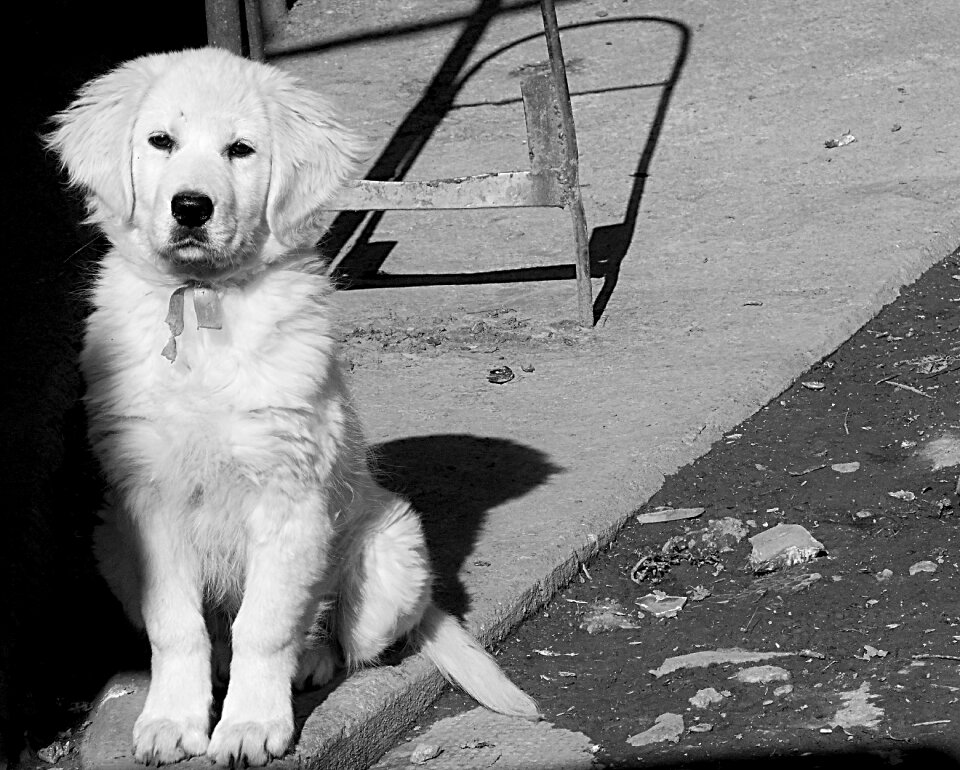 Dog black and white portrait