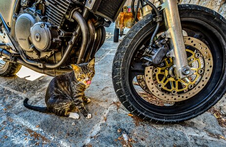 Stray motorcycle greek