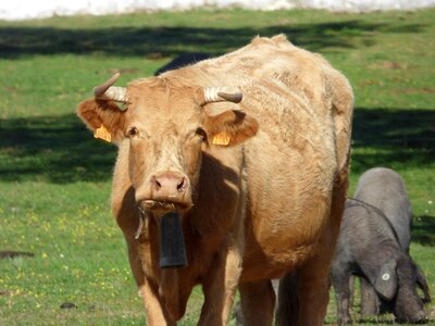 Grass pig bell photo